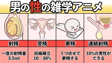 夢精 期間|夢精とは？ 意味をやさしく解説